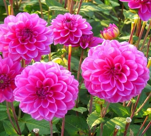 Purple Dahlia Flower Seeds