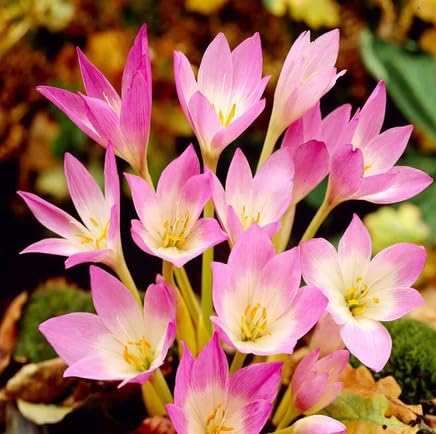 Pink Colchicum Flower Seeds