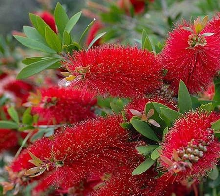 Bottle Brush Flower Seeds
