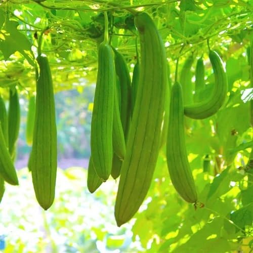 Green Luffa Gourd ,green vegetable seeds - Heirloom, Organic, Non Gmo Garden Seeds for kitchen garden planting
