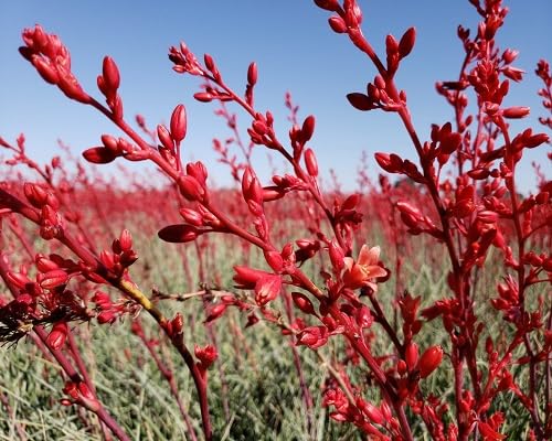 Hesperaloe parviflora Flower Seeds