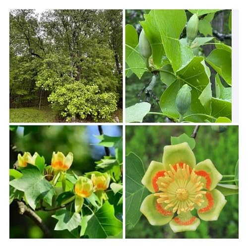 Green Liriodendron tulipifera Tree Seeds