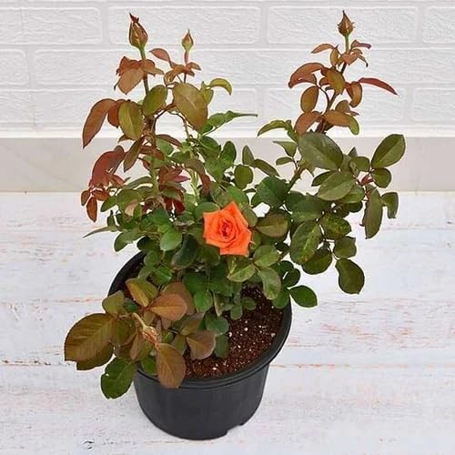 Grafted English Rare Orange Rose Flower Seeds for Planting - Heirloom & Non-GMO Organic Garden Seeds