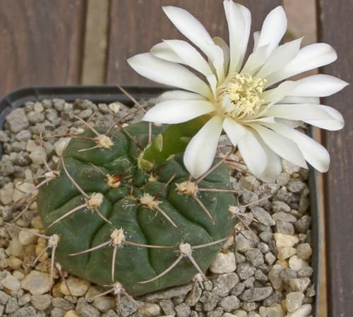 White Gymnocalycium eurypleurum Flower Seeds