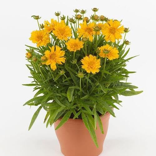 Coreopsis Flower Seeds