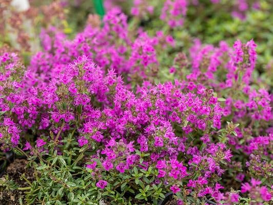 Thymus serpyllum Flower Seeds