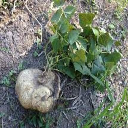 Jicama Vegetablet Seeds,brown vegetable seeds - Heirloom, Organic, Non Gmo Garden Seeds for kitchen garden planting