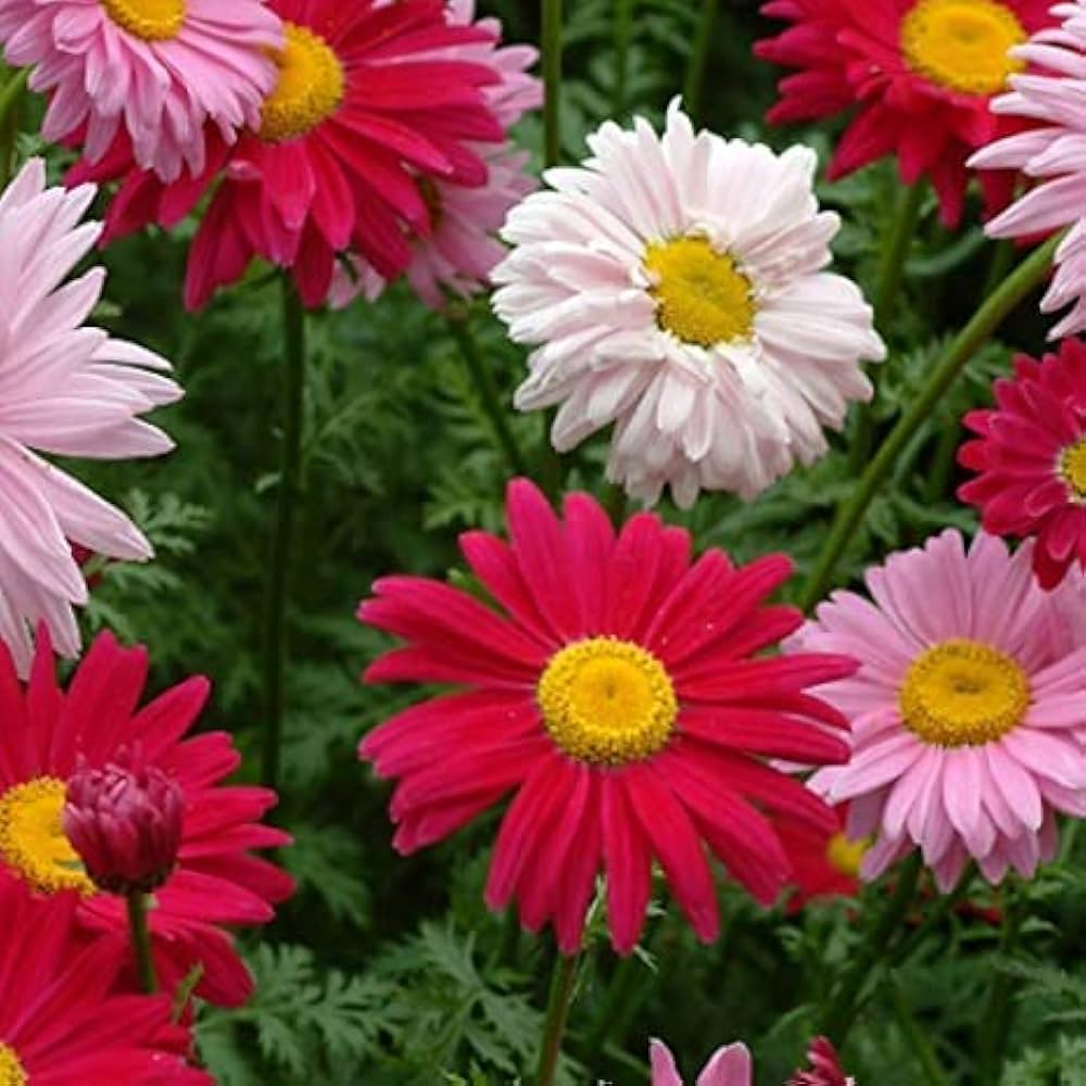 Chrysanthemum Bonsai
