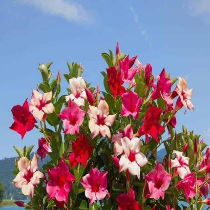 Mixed Mandevilla Flower Seeds