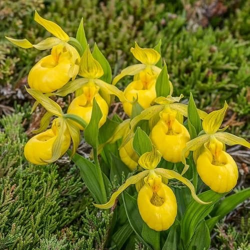 Yellow Lady's Slipper Flower Seeds