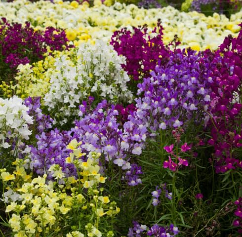 Mixed Linaria Flower Seeds