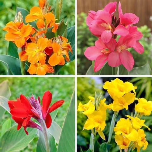 Canna Flower Seeds
