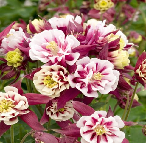 Red White Aquilegia Flower Seeds