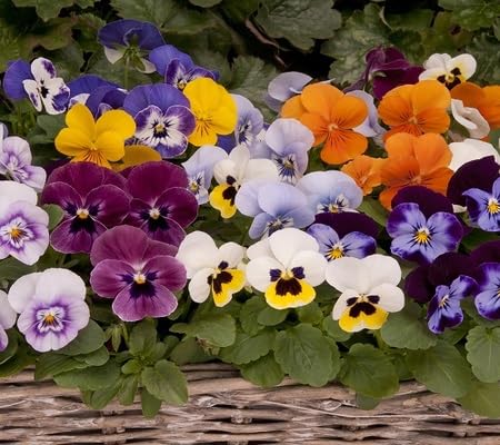 Viola Flower Seeds