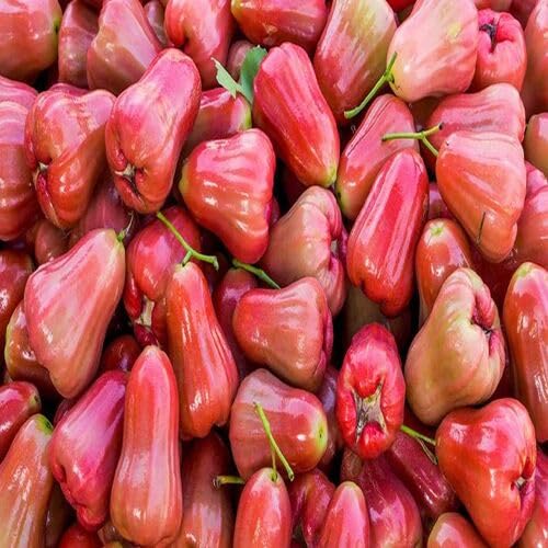 Rose Apple Fruit Seeds