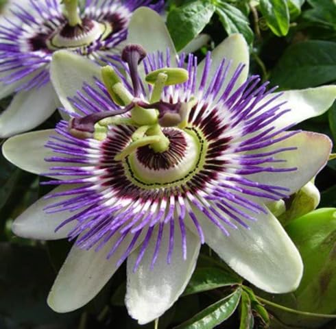 White Purple Passion Flower Seeds