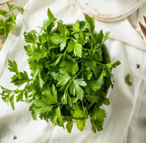 Green Parsley Plant Seeds herb seeds - terrace planting, organic garden seeds