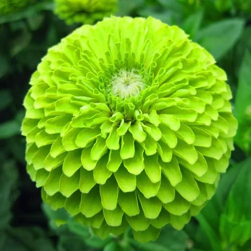 Green Marigold Flower Seeds
