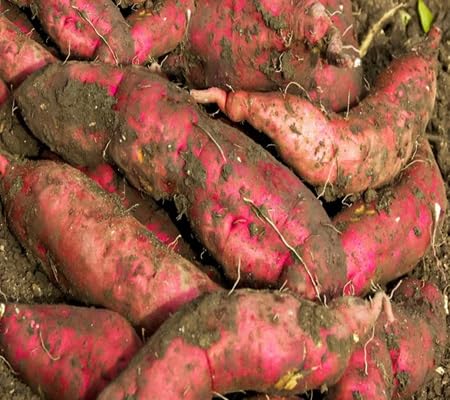Sweetpotato vegetable seeds - Heirloom, Organic, Non Gmo Garden Seeds for kitchen garden planting
