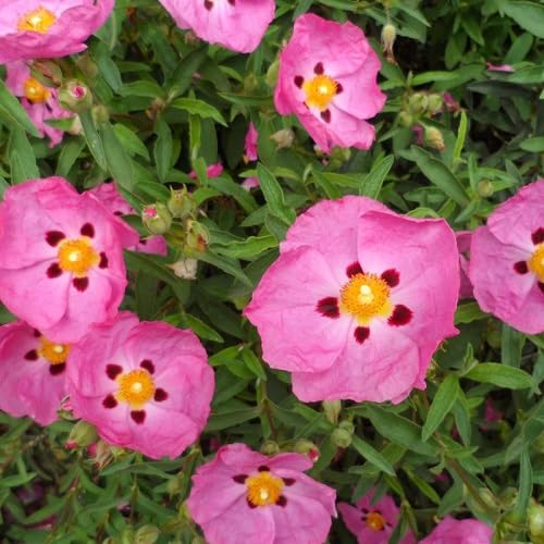 Pink Cistus Flower Seeds
