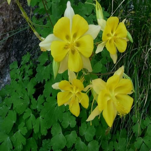 Yellow Aquilegia Flower Seeds