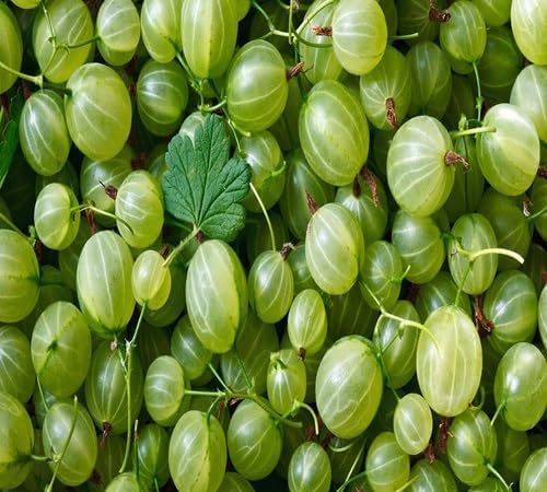 Gooseberry Fruit fruit seeds for organic garden planting