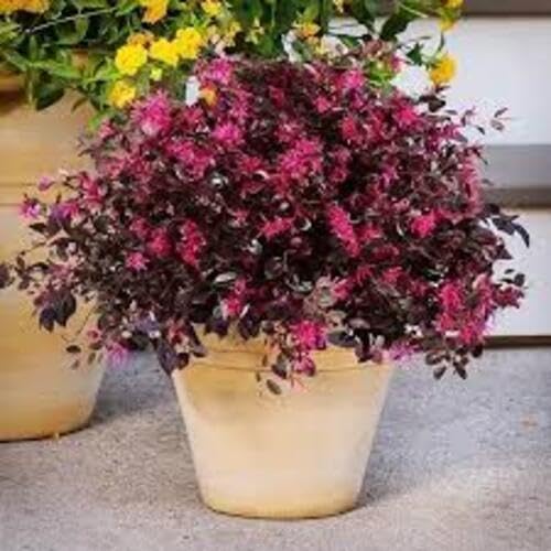 Pink Loropetalum Flower Seeds