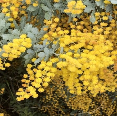 Yellow Acacia baileyana Flower Seeds