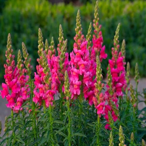 Pink Snapdragon Flower Seeds