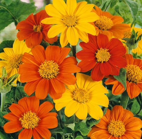 Mixed Tithonia Flower Seeds