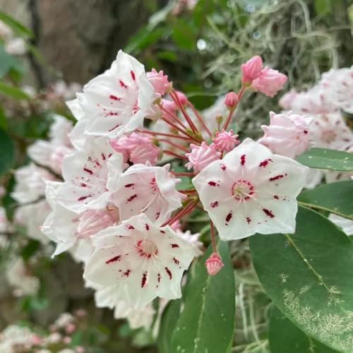 Pink White Rhododendron Flower Seeds
