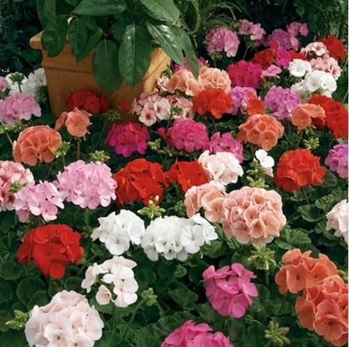 Mixed Climbing Geranium Flowers Seeds