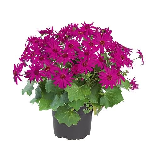 Senetti Pericallis Flower Seeds