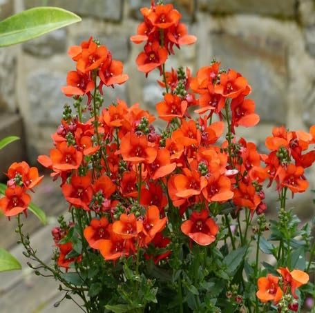 orange diascia flower Fruit Seeds organic garden seeds