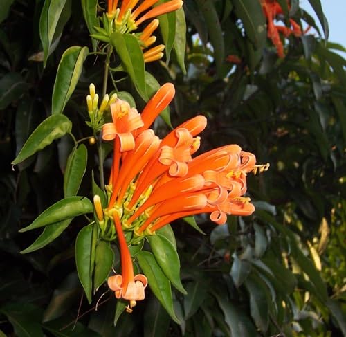 venusta Flower Seeds