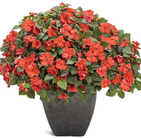 Orange Impatiens Flower Seeds