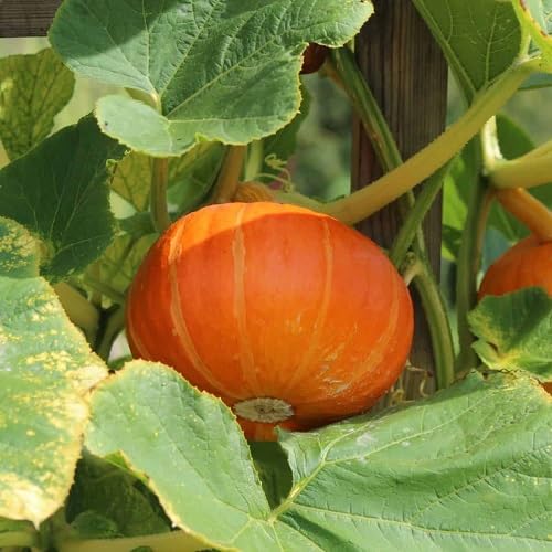 Pumpkin Orange vegetable seeds for Home Gardening, Organic Raised Bed Garden Favorite for kitchen garden planting