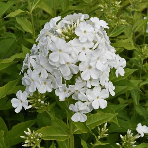 White Phlox Flower Seeds