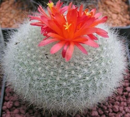 Red Giant Cactus Flower Seeds