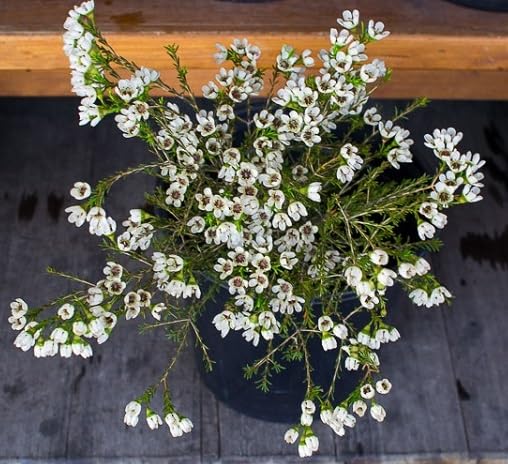 Chamelaucium Flower Seeds 