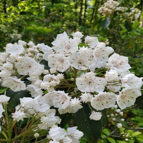 White Kalmia Latifolia Flower Seeds