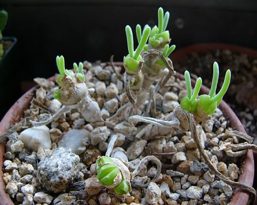 zig zag cactus flower