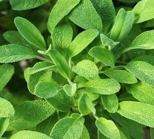 Green sage Plant Seeds herb seeds - high germination, backyard growing garden seeds
