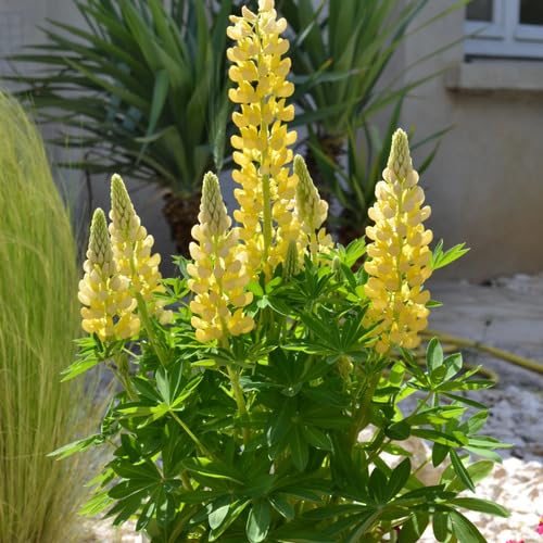 Yellow Lupine Flower Seeds