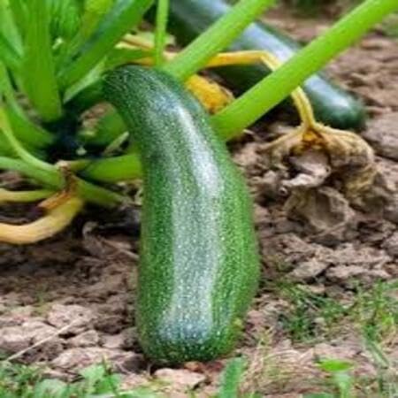 Gem Squash vegetable seeds - Heirloom, Organic, Non Gmo Garden Seeds for kitchen garden planting