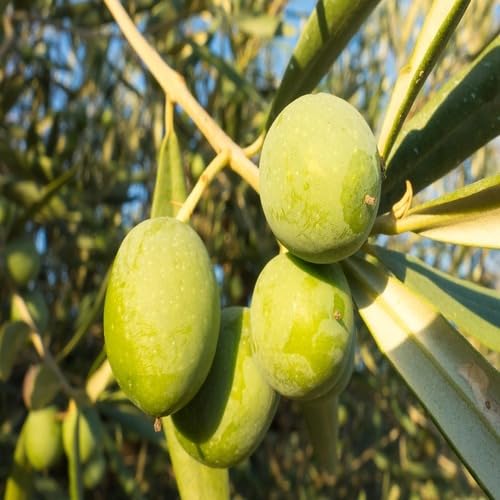 green olive fruit Fruit Seeds for Home Planting Premium Germination Healthy Harvest Growing