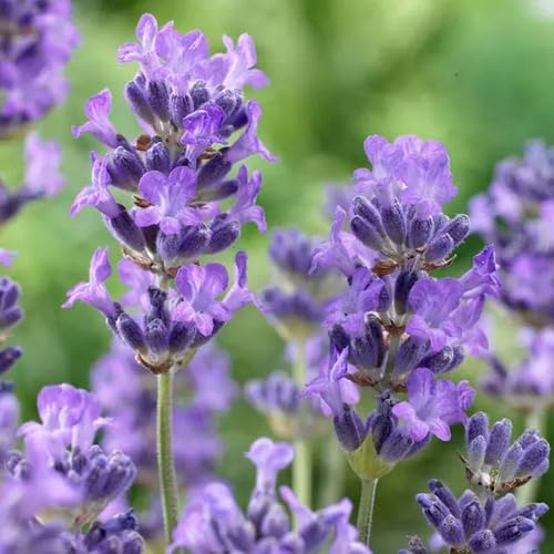 Lavender Flower Seeds
