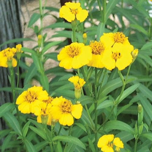 Yellow Mint Marigold Flower Seeds