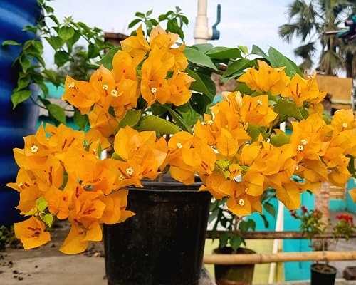 Yellow Bougainvillea Flower Seeds
