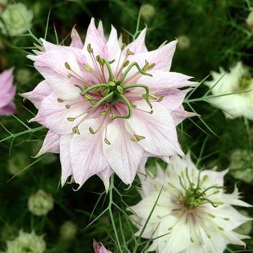 Pink White Nigella Flower Seeds